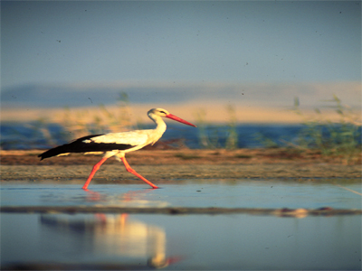 Wadi Al Rayan Protectorate